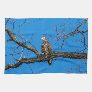 Immature Bald Eagle in Peekskill, NY Tea Towel
