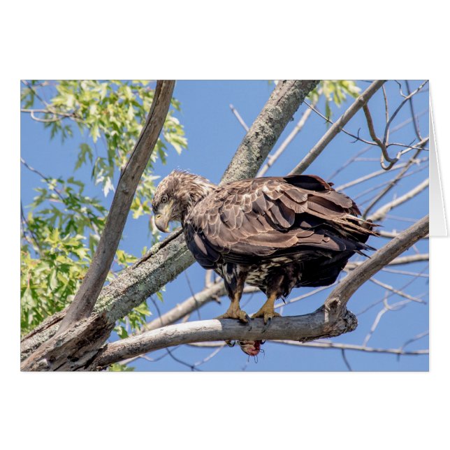 Immature Bald Eagle with a Catfish (Front Horizontal)