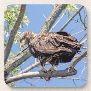 Immature Bald Eagle with a Catfish Coaster