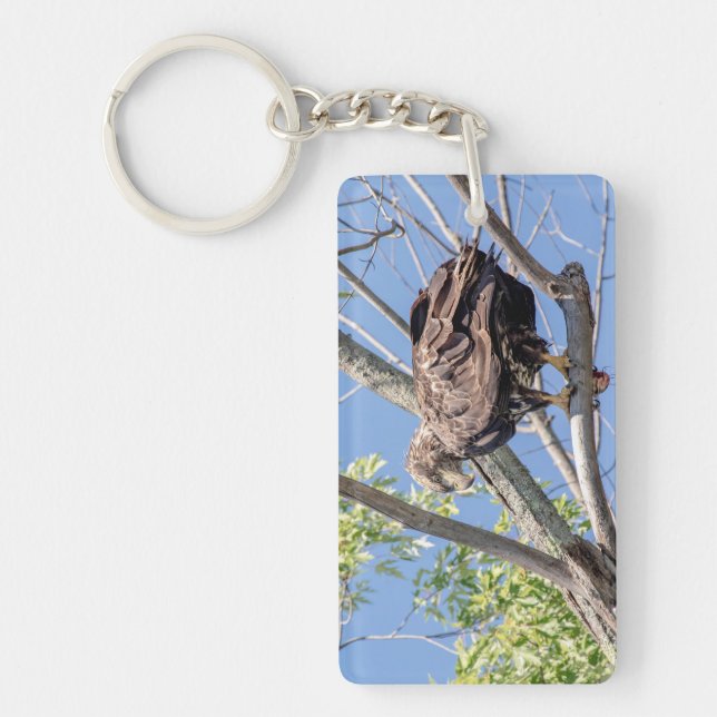 Immature Bald Eagle with a Catfish Key Ring (Front)