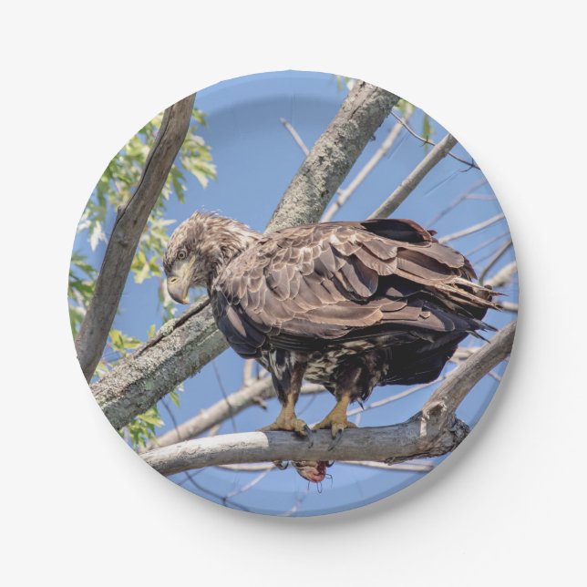 Immature Bald Eagle with a Catfish Paper Plate (Front)