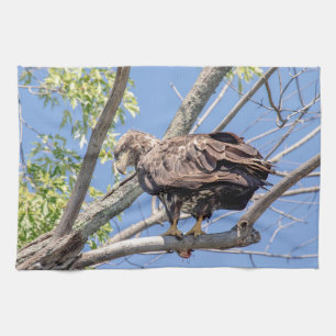 Immature Bald Eagle with a Catfish Tea Towel