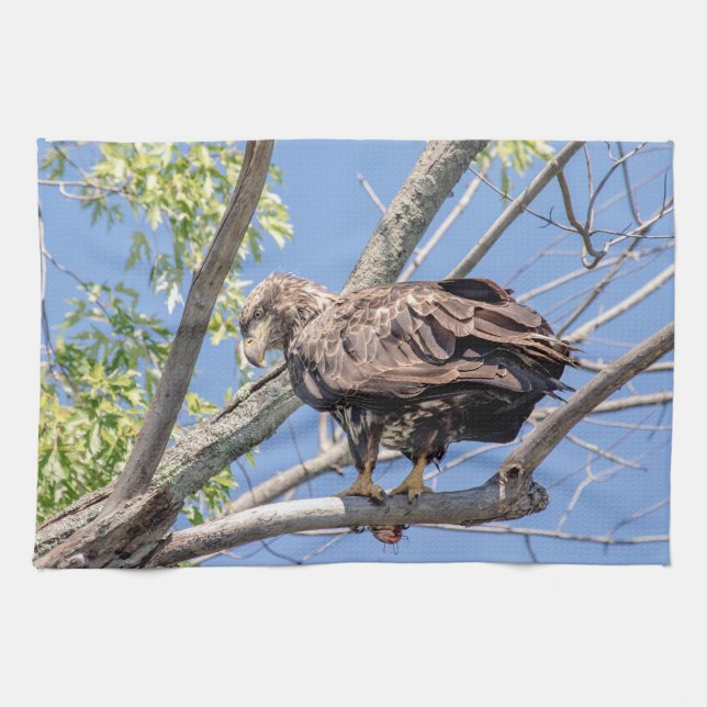 Immature Bald Eagle with a Catfish Tea Towel (Horizontal)