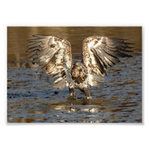 Immature Eagle Standing In Mud Photo Print