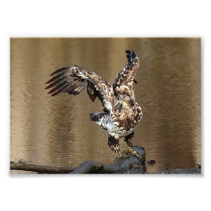 Immature Eagle With Muddy Feet Photo Print
