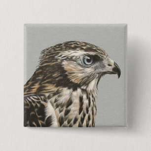 Immature Goshawk 15 Cm Square Badge