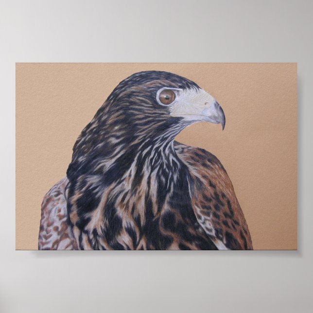 Immature Harris Hawk Poster (Front)