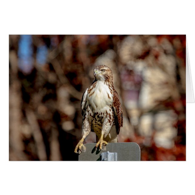 Immature Red Tailed Hawk (Front Horizontal)