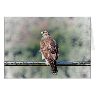 Immature Red Tailed Hawk