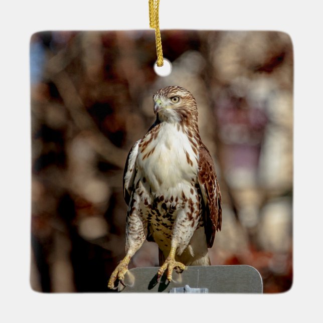 Immature Red Tailed Hawk Ceramic Tree Decoration (Front)