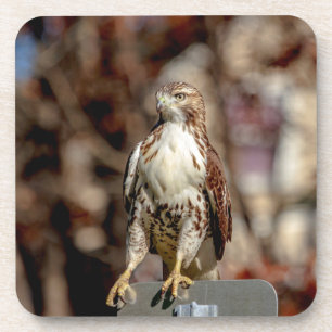 Immature Red Tailed Hawk Coaster