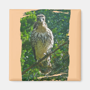 Immature Red Tailed Hawk Coordinating Items Magnet