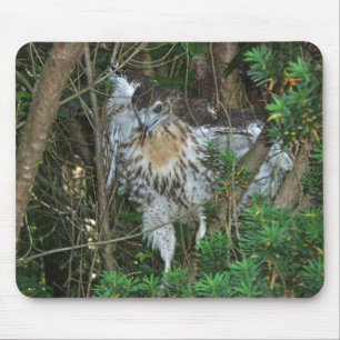 Immature Red Tailed Hawk Coordinating Items Mouse Pad