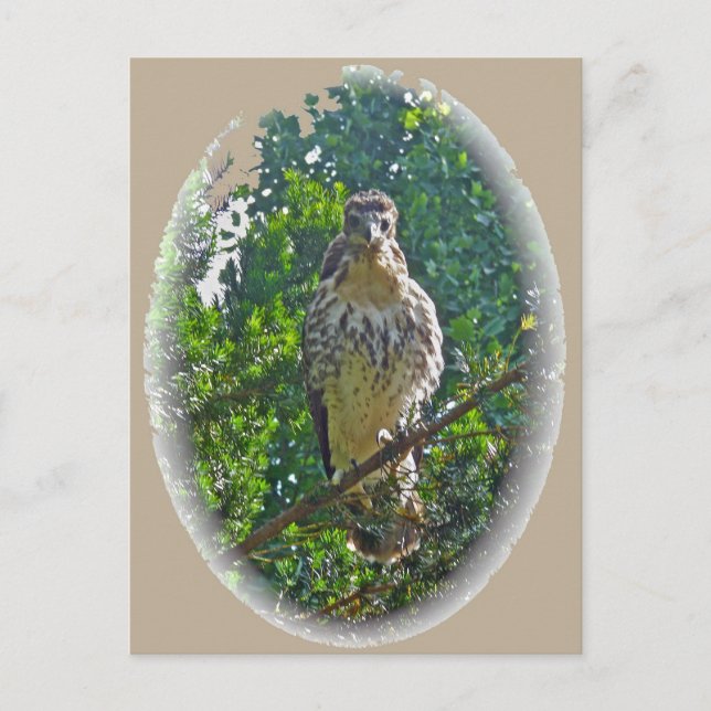 Immature Red Tailed Hawk Coordinating Items Postcard (Front)