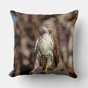 Immature Red Tailed Hawk Cushion