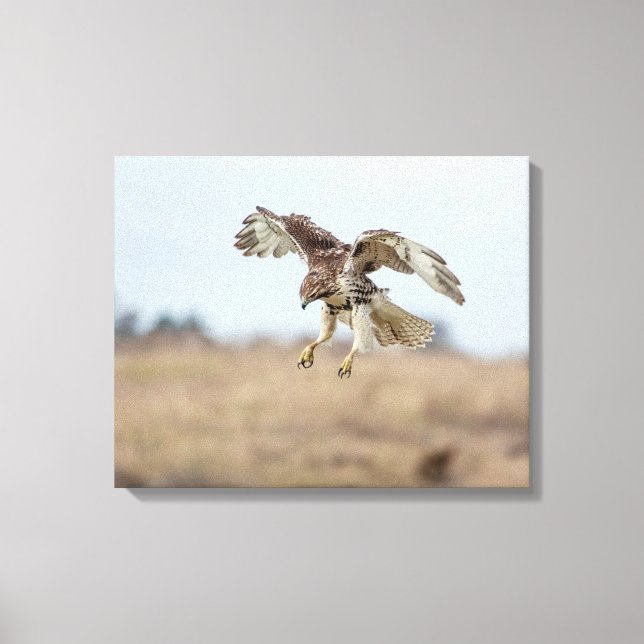 Immature Red Tailed Hawk Hovering Canvas Print (Front)