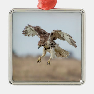 Immature Red Tailed Hawk Hovering Metal Tree Decoration