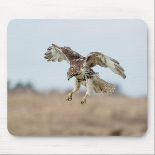 Immature Red Tailed Hawk Hovering Mouse Pad