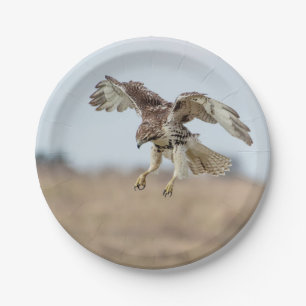 Immature Red Tailed Hawk Hovering Paper Plate