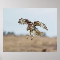 Immature Red Tailed Hawk Hovering