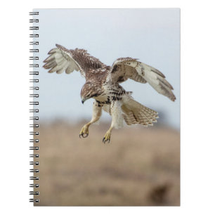 Immature Red Tailed Hawk Hovering Spiral Notebook
