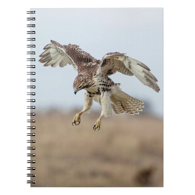 Immature Red Tailed Hawk Hovering Spiral Notebook (Front)