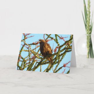 Immature Red-Tailed Hawk in Ocotillo Bush Card