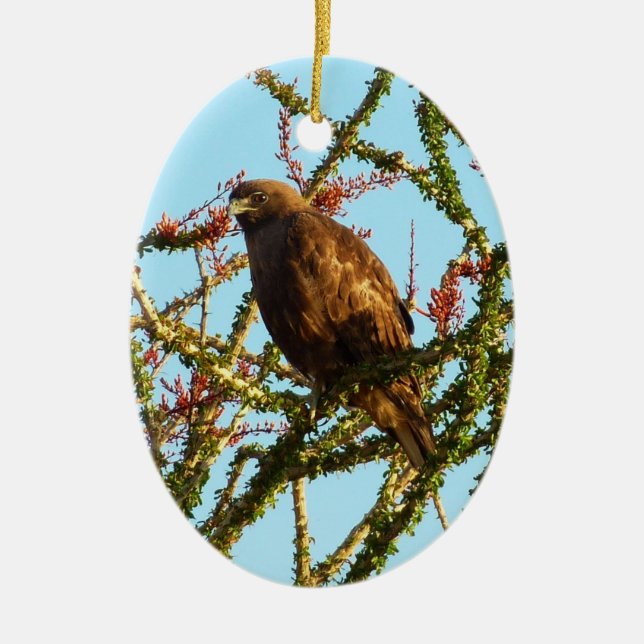 Immature Red-Tailed Hawk in Ocotillo Bush Ceramic Tree Decoration (Front)