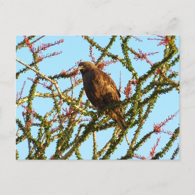 Immature Red-Tailed Hawk in Ocotillo Bush Postcard (Front)