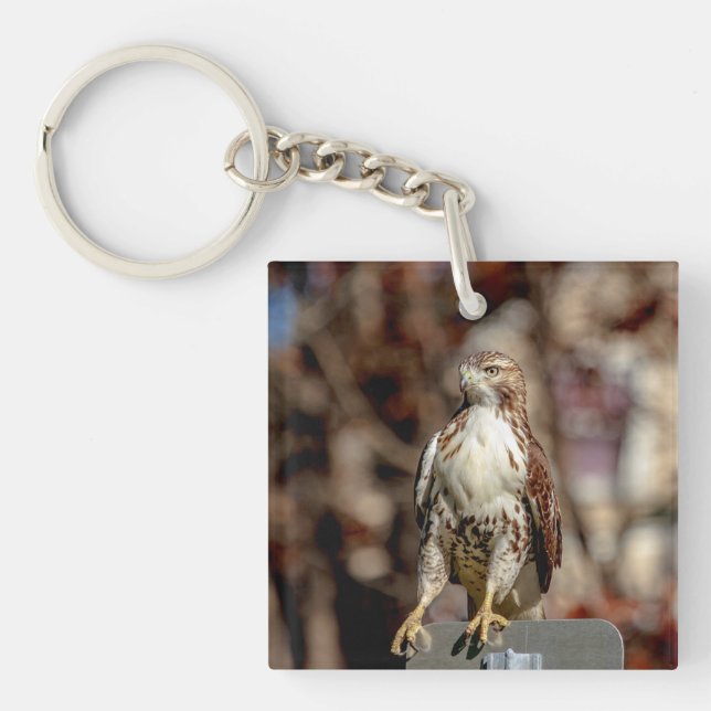 Immature Red Tailed Hawk Key Ring (Front)