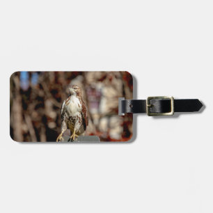 Immature Red Tailed Hawk Luggage Tag
