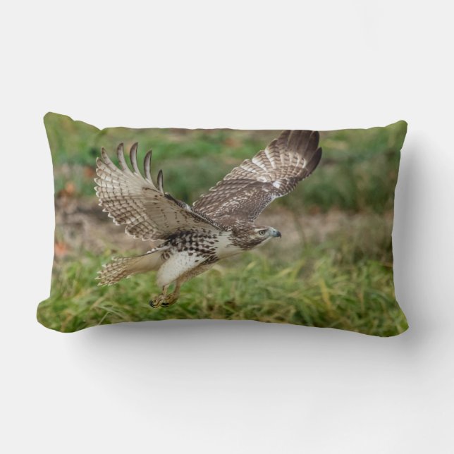 Immature Red Tailed Hawk Lumbar Cushion (Front)