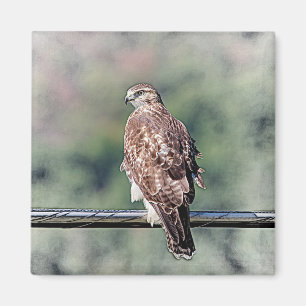 Immature Red Tailed Hawk Magnet