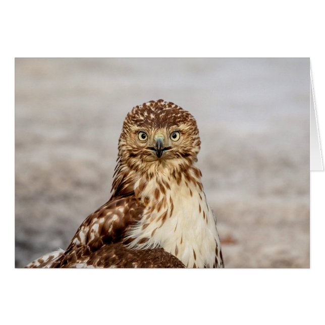 Immature Red-Tailed Hawk on the ground (Front Horizontal)
