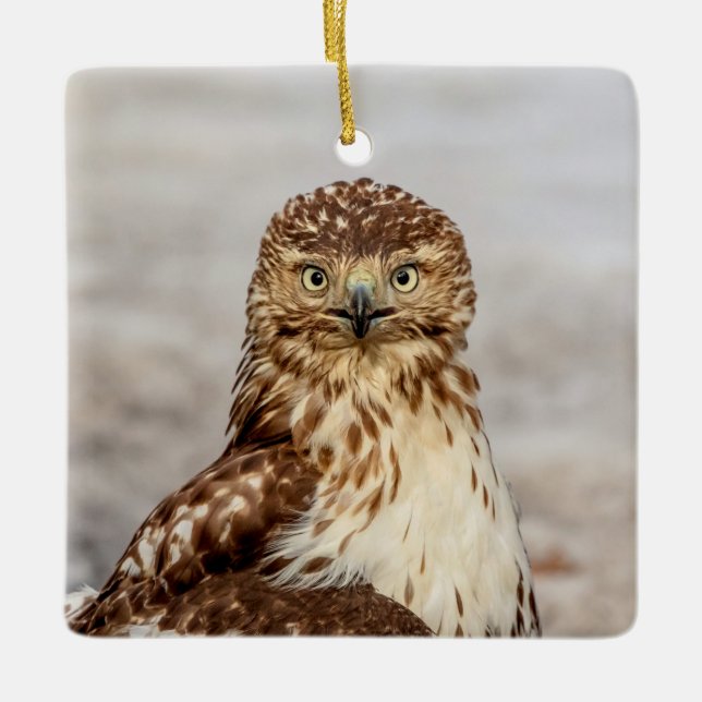 Immature Red-Tailed Hawk on the ground Ceramic Ornament (Front)