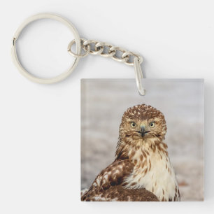 Immature Red-Tailed Hawk on the ground Key Ring