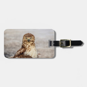 Immature Red-Tailed Hawk on the ground Luggage Tag
