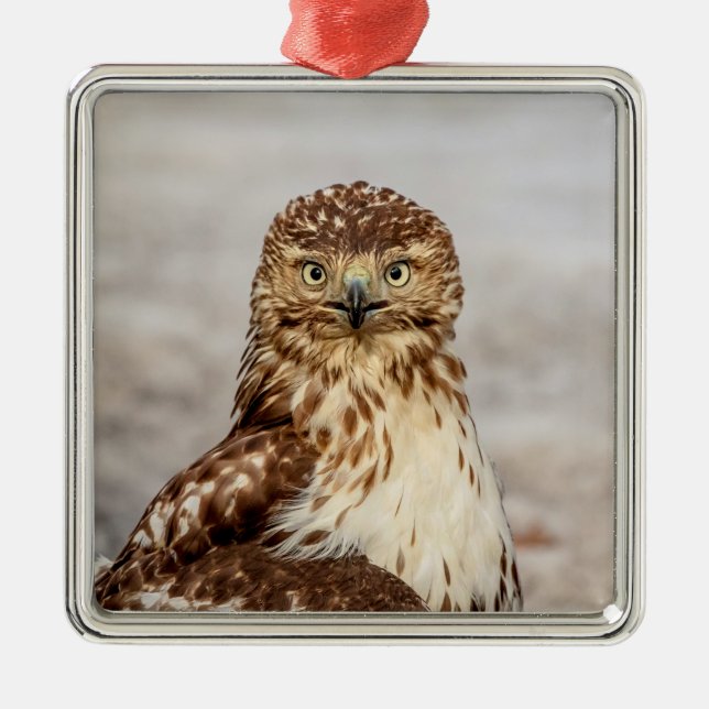 Immature Red-Tailed Hawk on the ground Metal Tree Decoration (Front)