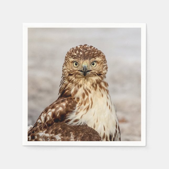 Immature Red-Tailed Hawk on the ground Napkin (Front)
