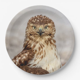 Immature Red-Tailed Hawk on the ground Paper Plate