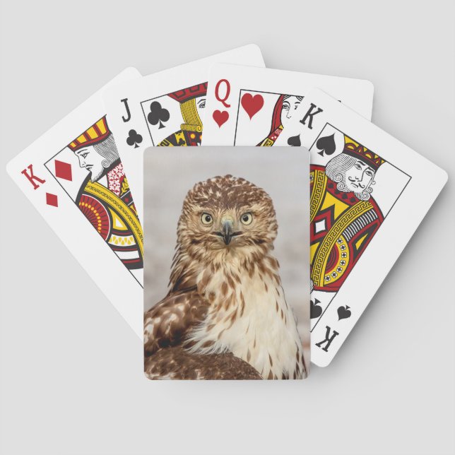 Immature Red-Tailed Hawk on the ground Playing Cards (Back)