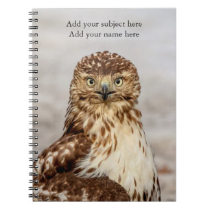 Immature Red-Tailed Hawk on the ground Spiral Notebook