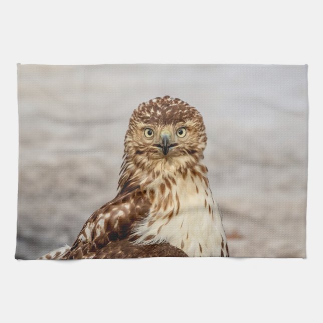 Immature Red-Tailed Hawk on the ground Tea Towel (Horizontal)