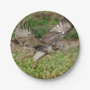 Immature Red Tailed Hawk Paper Plate