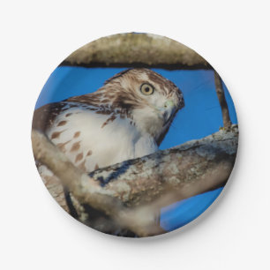 Immature Red Tailed Hawk Paper Plate