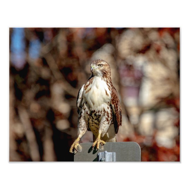 Immature Red Tailed Hawk Photo Print (Front)