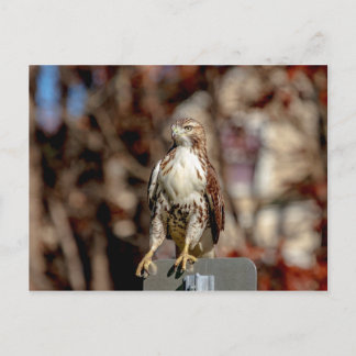 Immature Red Tailed Hawk Postcard