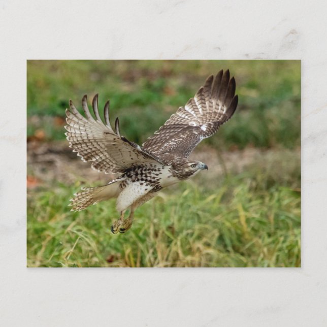 Immature Red Tailed Hawk Postcard (Front)