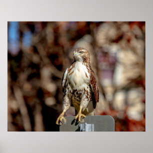 Immature Red Tailed Hawk Poster