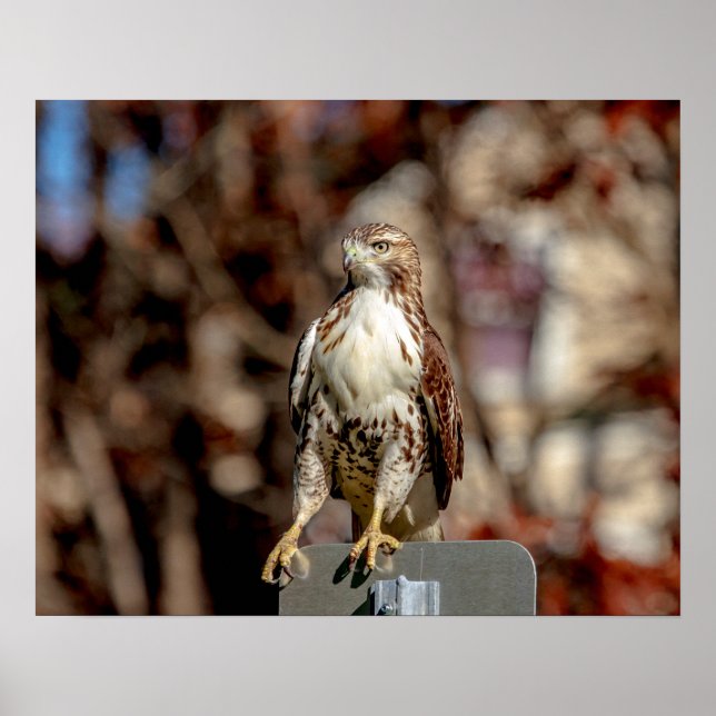Immature Red Tailed Hawk Poster (Front)